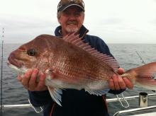 Snapper
