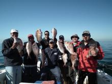 Snapper