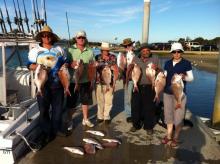 Snapper