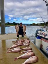 Snapper