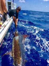 Marlin