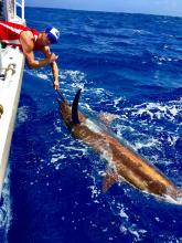 Marlin